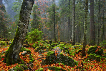 Trail in the lush forest