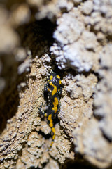 Fire salamander in a cave