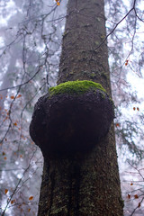 Burl on a pine tree