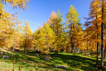 Yellow larch trees in autumn in Julian alps in Slovenia
