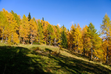 Fototapeta premium Yellow larch trees in autumn in Julian alps in Slovenia