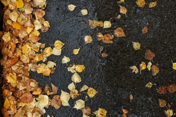 wet asphalt, yellow leaves, autumn mocap.