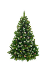 Green Pine, christmas tree isolated on white closeup