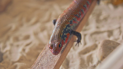 fire skink lizard looking