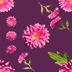 Polonne / Ukraine - 18 November 2018: A pattern of pink flowers of chrysanthemums on a violet background