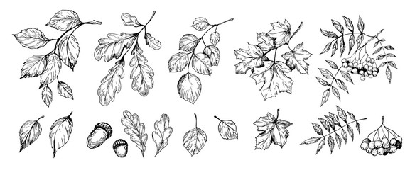 Set of trees brunches and leaves: rowan, birch, oak, aspen, poplar - obrazy, fototapety, plakaty