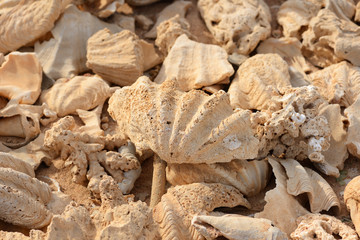 Fragments of corals and shells on the coast of the Red Sea in Egypt