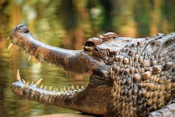 crocodile with open mouth