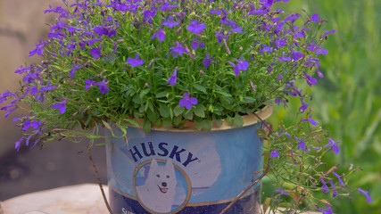 purple flower in the dog can