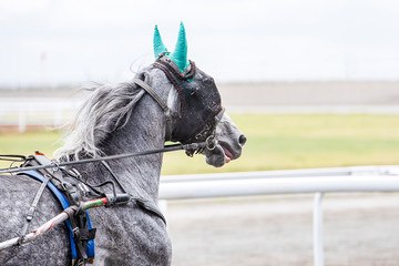 Gray horse with a blindfold on runs
