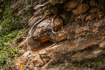 Large roots of trees in mountainous terrain are twisted among stones. The roots of trees growing on mountain slopes, Open roots of trees among rocks of rocks in struggle for life. wild nature