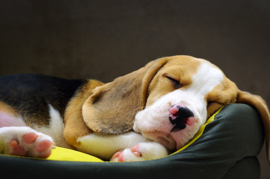 Beagle puppy sweet sleeping in dog bed