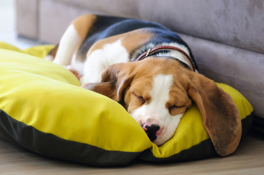 Beagle puppy sweet sleeping in dog bed