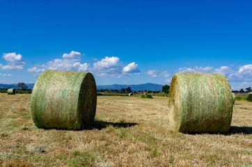 Hay Bales
