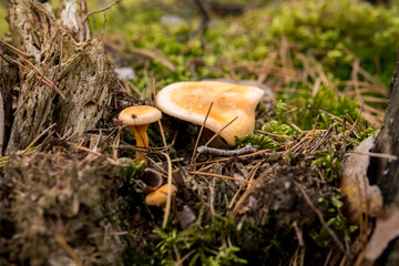 mushrooms on the ground