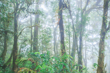Pure tropical rain forest in the mist.
