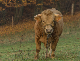 Bull cow on morning meadow with fence near Stary Hrozenkov village