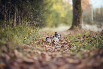 Chihuahua beim Herbstspaziergang