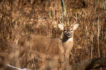 Whitetail buck in grass in sunset
