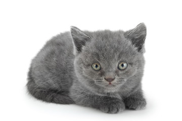 Scottish Fold gray cat