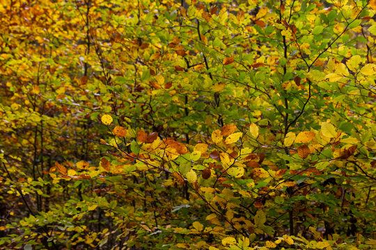 Laubwald mit vielen bunten Blätter und Bäumen im Herbst