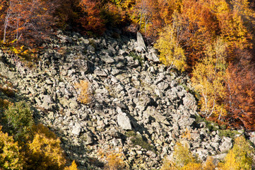 autumn trees with green and yellow leaves on a mountain slope on a Sunny autumn day