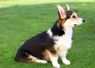 Tricolour Welsh-Corgi-Welpe sitzt im Garten