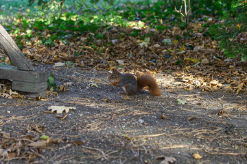 Eichhörnchen beim am Boden beim Essen