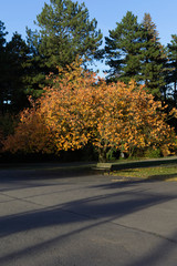 Stadtpark mit Parkbank unter einem Baum im Herbst