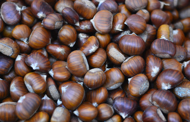 castagne raccolte nel bosco