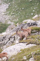 Fototapeta na wymiar Caucasian mountain goat tour. Out in the wild in a natural habitat.