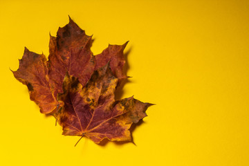 Chinese hand fans with autumn leaf in yellow minimal texture