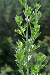 Stem and leaves of wormwood bitter