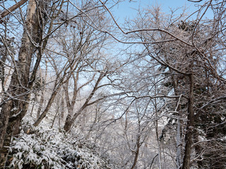 イチャンコッペ山の登山