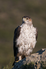 aquila bonelli