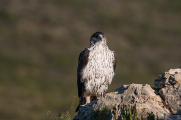 aquila bonelli