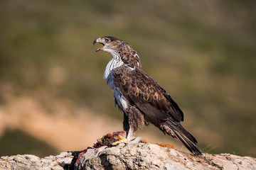 aquila bonelli