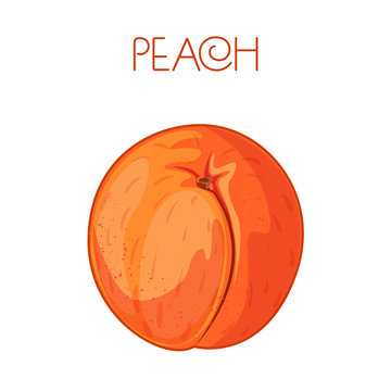 Peach. Vector image on isolated background