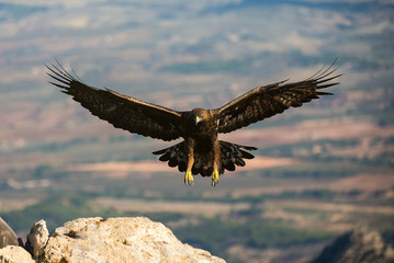 aquila reale
