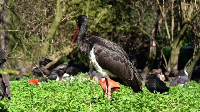 Schwarzstorch &ndash; Ciconia nigra