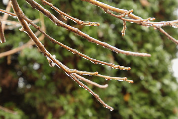 Coated in Ice