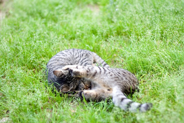 Two brown tabby kittens playing and fighting in the garden. Selective focus, beautiful green bokeh.
