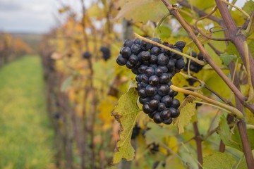 Dark ripe vines closeup in autumn
