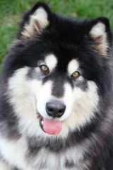 Alaskan Malamute Portrait