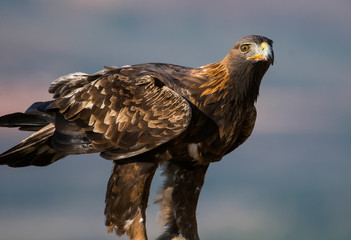 aquila reale