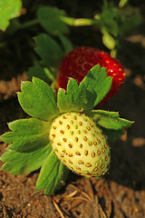 Closed up young unripe strawberry in the sunlight with blurred ripe strawberry in background 
