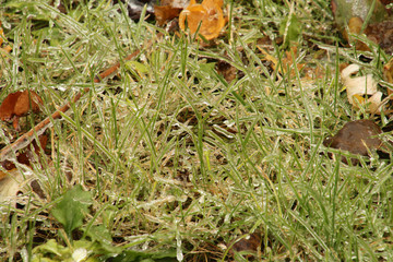 Frozen Grass