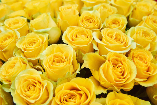 Fototapeta Fresh cut yellow roses and arrangements in florist shop, tracking shot
