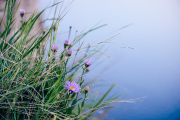Wild flower on rock