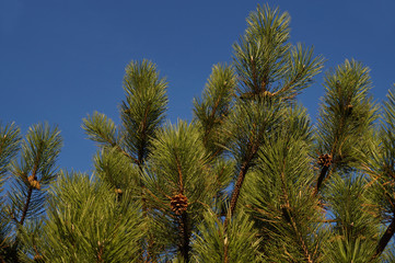A tree of exceptionally long impressive needles. Pinus nigra, austrian pine or black pine is a species of pine found in southern Mediterranean Europe from Spain to the eastern Mediterranean.
